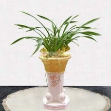 Orchid-Daegook (Small)