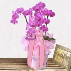 Moth Orchid-4 (Small)