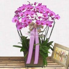 Moth Orchid-5 (Small)