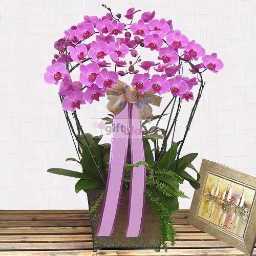 Moth Orchid-5 (Small)