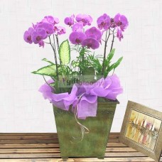 Moth Orchid-14 (Small)