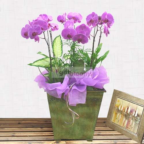 Moth Orchid-14 (Small)