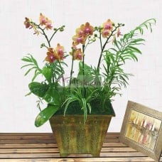 Moth Orchid-17 (Small)