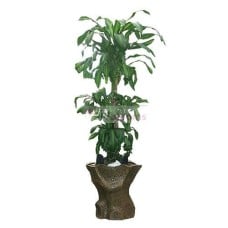 Plants-Lucky Tree (Small)