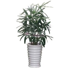 Plants-Rhapis (Small)