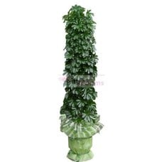 Plants-Hongkong palm (Small)