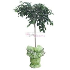Plants-Benjamin (Small)