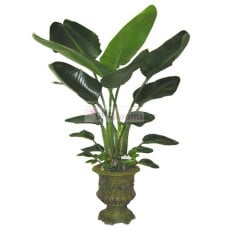 Bird of paradise flower (Small)