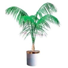 Kencha a palm (Small)