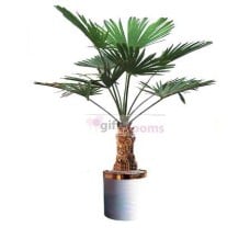Dosiro (Small)