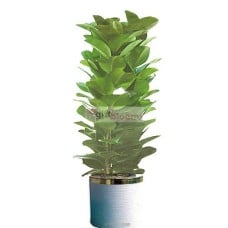 Ficus elastica_2 (Small)