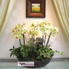 Moth Orchid (Small)