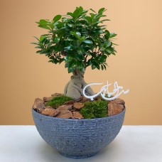 Grey Bowl Bonsai