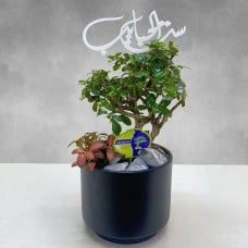 Bonsai Carmona & Fitonia