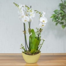 Yellow Iris I