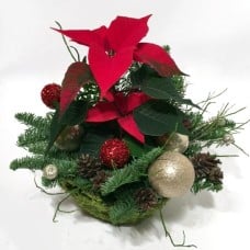 Arrangement with Poinsettia in a basket