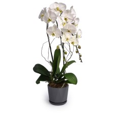 White Orchid