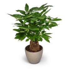 Potted Plant 4S