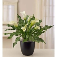 Sophisticated White Calla Lily (White Calla in Black Ceramic - Small)