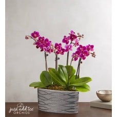 Violet Opulence Orchid Large