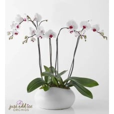 Simply Elegant Orchid Garden