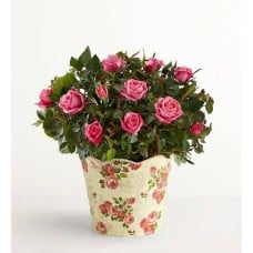 Classic Budding Rose (Small)