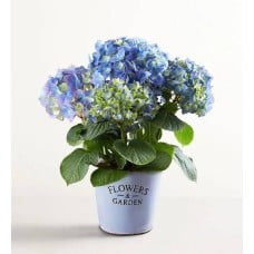 Garden Hydrangea (Small)