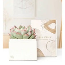 Succulents by Lula's Garden (Small)