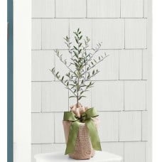 Olive Tree (Olive Tree - Medium)