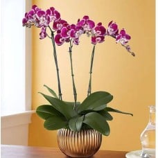 Grand Majesty Orchid