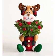 Red Rose Reindeer (Reindeer Rose Plant)