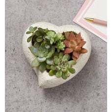 Sweet Succulent Heart Garden Bundle