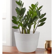 Zz Plant (Zamioculcas Zamiifolia)
