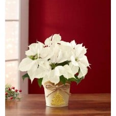 Winter White Poinsettia Plant