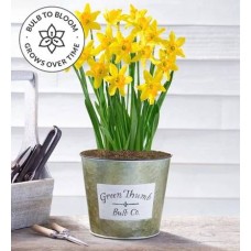 Green Thumb Daffodils Bulb Garden