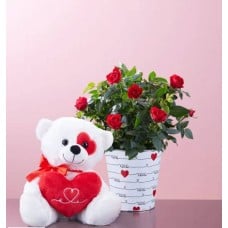 Love Rose Plant (Small with Plush)