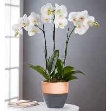 Serenity Orchid Garden