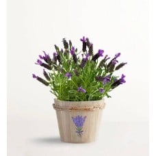Lovely Lavender Plant (Small)