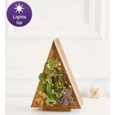 Spectacular Succulent Tree (Small with Lights)