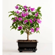 Bougainvillea Bonsai