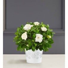 White Christmas Gardenia Plant Large with Snowglobe