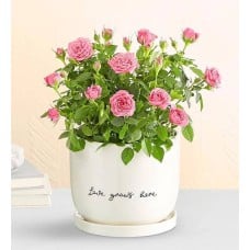Love Grows Here Pink Rose Plant