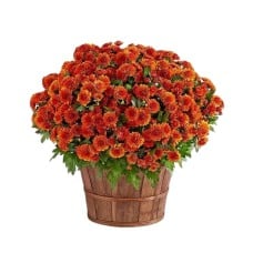 Autumn Outdoor Mum