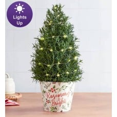 Rosemary and Bright Tree (Rosemary Tree)