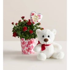 Bundle of Love Rose Plant (Small)