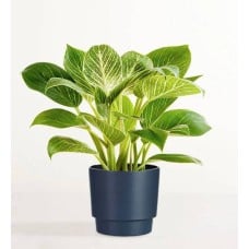 Philodendron Birkin Plant (Shelf Size (small) with Sandstone Planter)