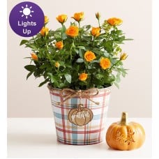 Autumn Harvest Rose (Large)