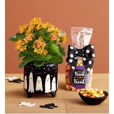 Trick or Treat Kalanchoe Plant (Small)