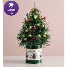 Winter Wishes Cypress Tree (Cypress Tree)