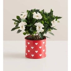 Hearts in Bloom Gardenia (Gardenia)